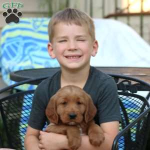 Lacy, Goldendoodle Puppy