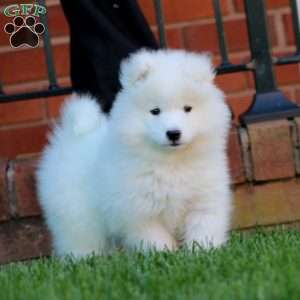 Lacy, Samoyed Puppy