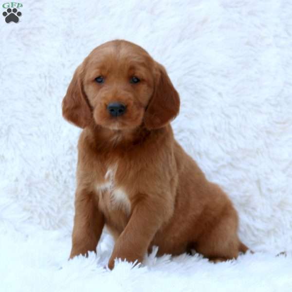 Lacy, Goldendoodle Puppy