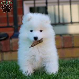 Lacy, Samoyed Puppy