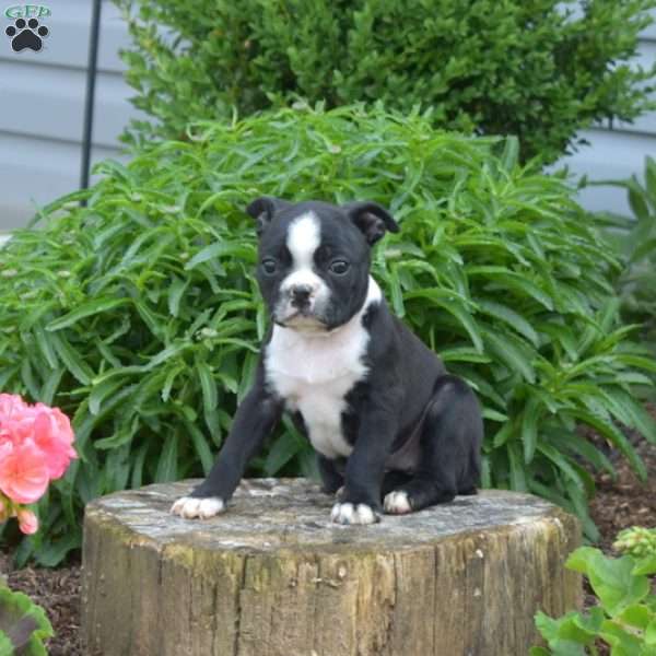 Lady, Boston Terrier Puppy