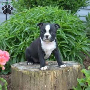 Lady, Boston Terrier Puppy