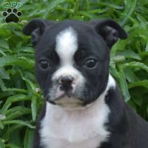 Lady, Boston Terrier Puppy