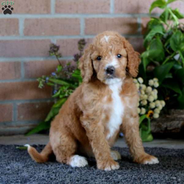 Lady, Goldendoodle Puppy
