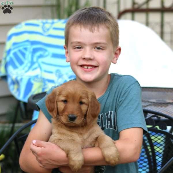 Lady, Goldendoodle Puppy