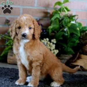 Lady, Goldendoodle Puppy