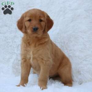 Lady, Goldendoodle Puppy