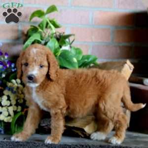 Lady, Goldendoodle Puppy