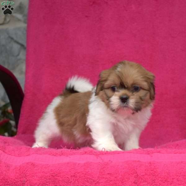 Laila, Shih Tzu Puppy