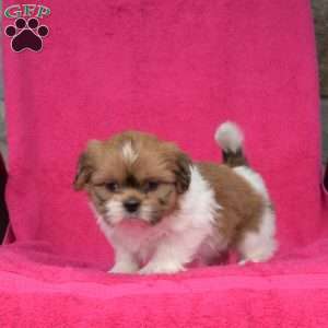 Laila, Shih Tzu Puppy
