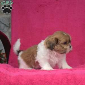 Laila, Shih Tzu Puppy