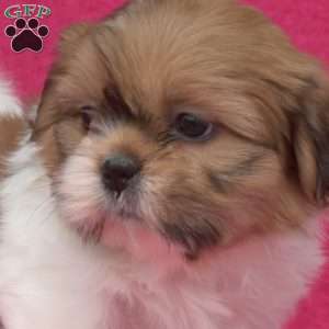 Laila, Shih Tzu Puppy