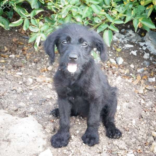Lana, Mini Labradoodle Puppy