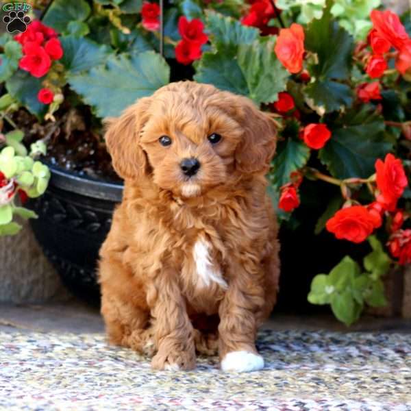 Lance, Mini Goldendoodle Puppy