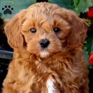 Lance, Mini Goldendoodle Puppy