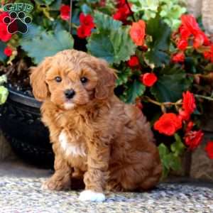 Lance, Mini Goldendoodle Puppy