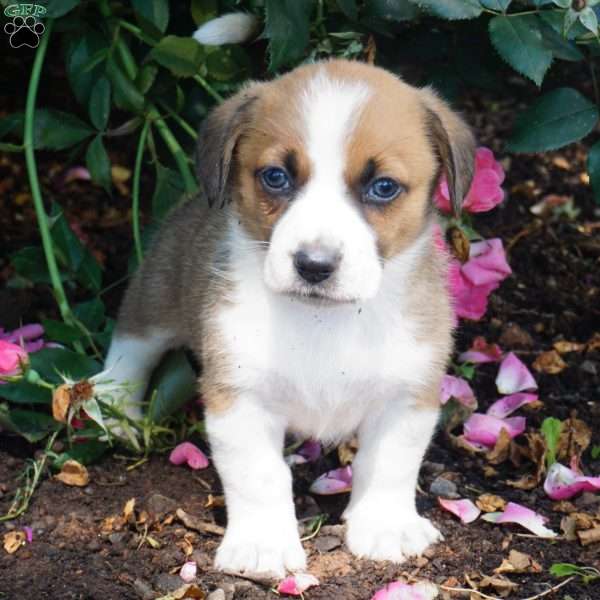 Lancelot, Welsh Corgi Mix Puppy