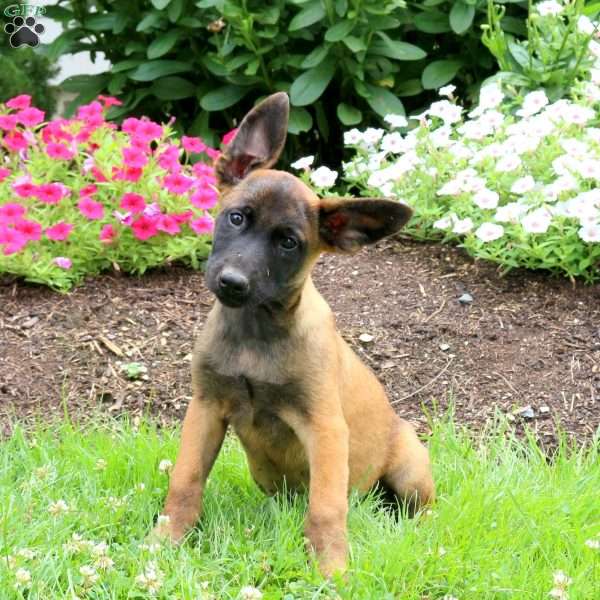 Lando, Belgian Malinois Puppy