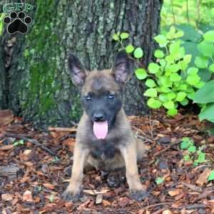 Lando, Belgian Malinois Puppy