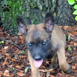 Lando, Belgian Malinois Puppy