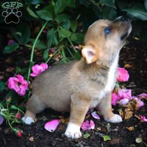 Lando, Welsh Corgi Mix Puppy