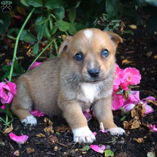 Lando, Welsh Corgi Mix Puppy
