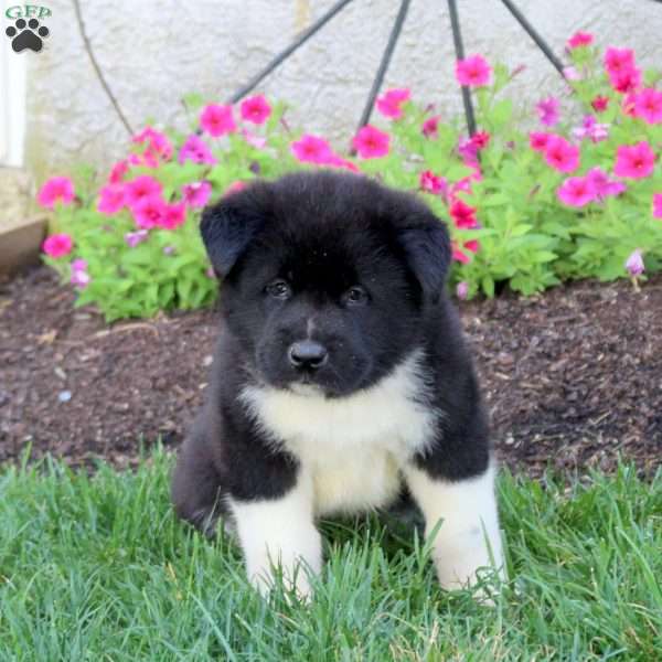 Landon, Akita Puppy
