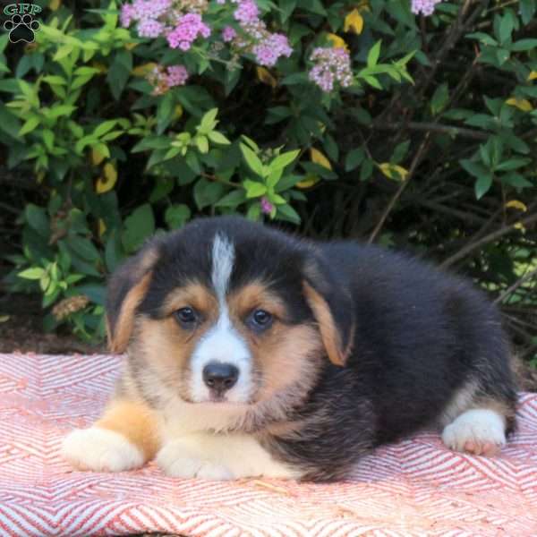 Landon, Pembroke Welsh Corgi Puppy