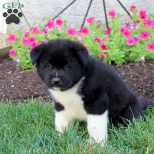 Landon, Akita Puppy