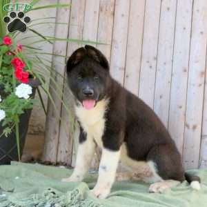 Landon, Akita Puppy