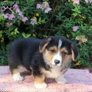 Landon, Pembroke Welsh Corgi Puppy