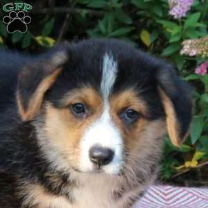 Landon, Pembroke Welsh Corgi Puppy