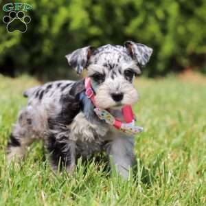 Lara, Miniature Schnauzer Puppy
