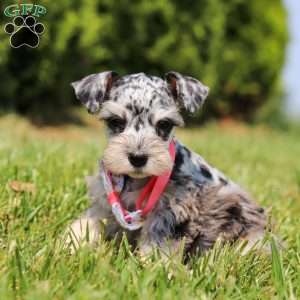 Lara, Miniature Schnauzer Puppy