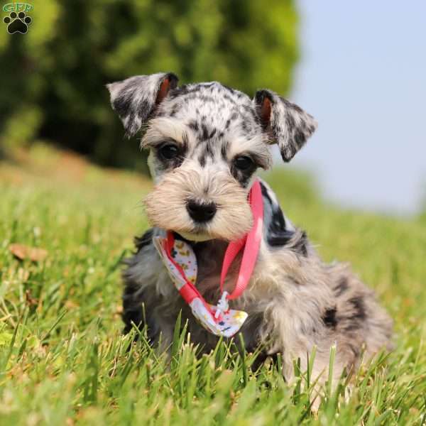 Lara, Miniature Schnauzer Puppy