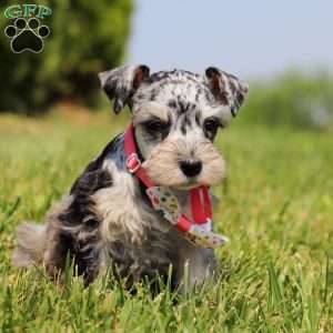 Lara, Miniature Schnauzer Puppy