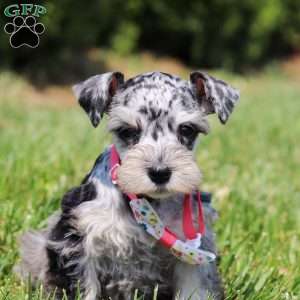 Lara, Miniature Schnauzer Puppy