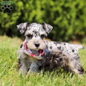 Lara, Miniature Schnauzer Puppy