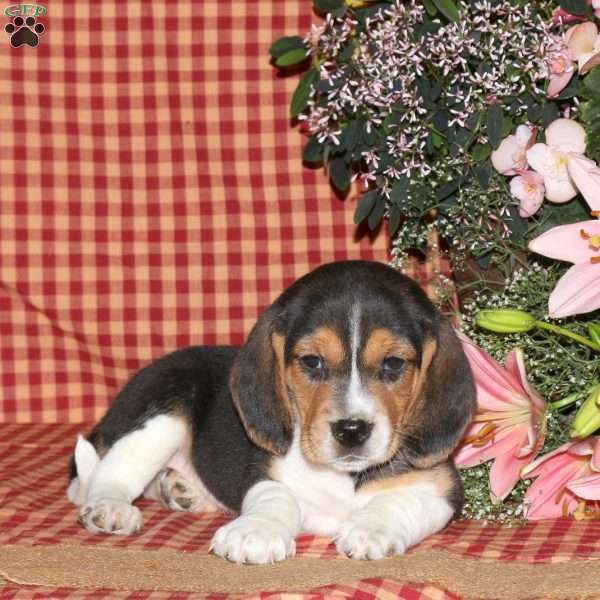 Larry, Beagle Puppy