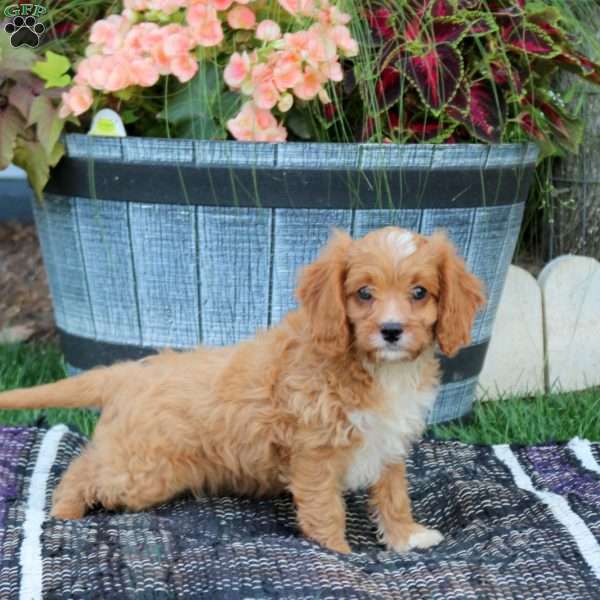 Larry, Cavapoo Puppy