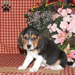 Larry, Beagle Puppy