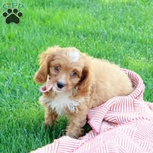 Larry, Cavapoo Puppy
