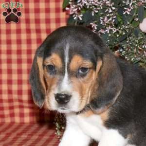 Larry, Beagle Puppy