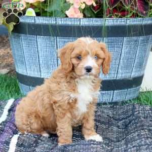 Lassie, Cavapoo Puppy