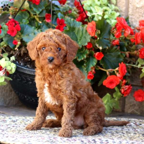 Lassie, Mini Goldendoodle Puppy