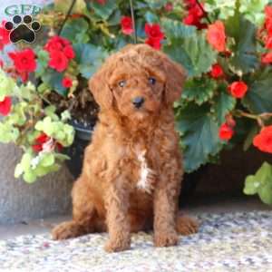 Lassie, Mini Goldendoodle Puppy
