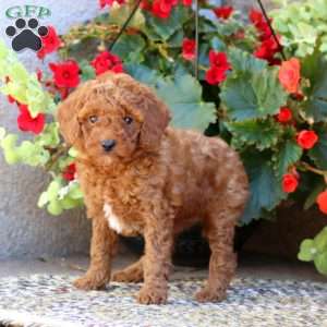 Lassie, Mini Goldendoodle Puppy