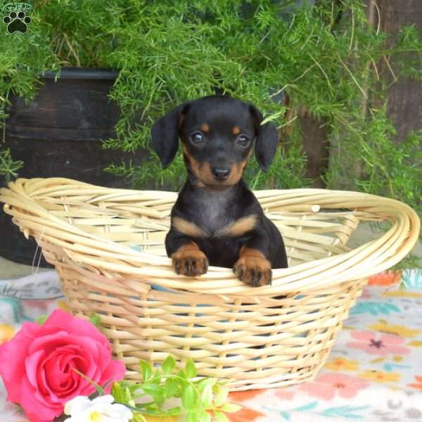 Latte, Dachshund Puppy