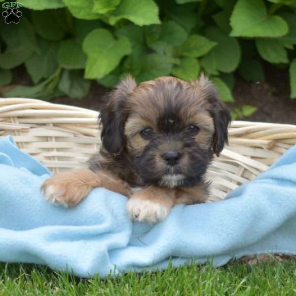 Latte, Cava-Tzu Puppy