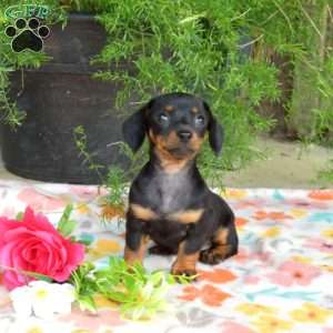 Latte, Dachshund Puppy